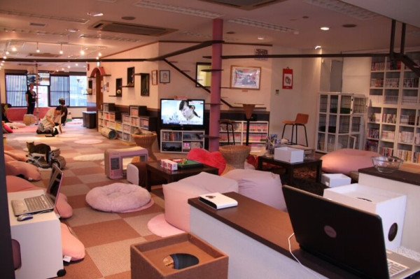 Кошачий косплей очень даже хорош