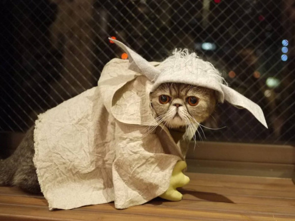 Кошачий косплей очень даже хорош