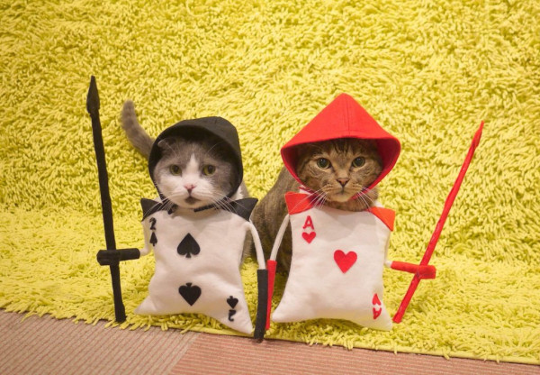 Кошачий косплей очень даже хорош