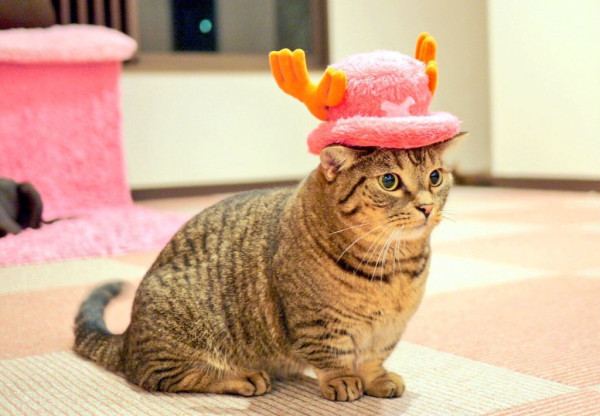 Кошачий косплей очень даже хорош