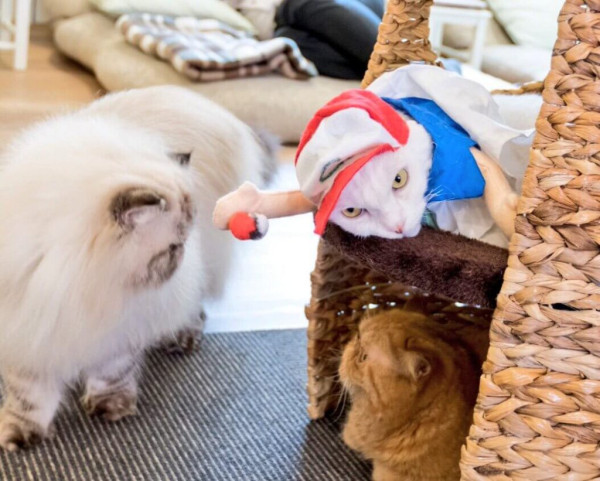 Кошачий косплей очень даже хорош