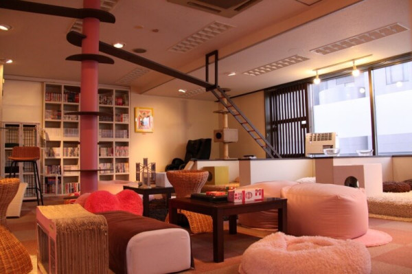 Кошачий косплей очень даже хорош