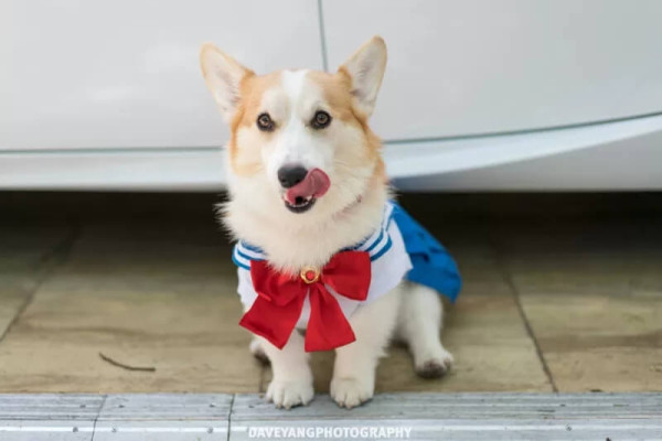 Лучший косплей с крупнейшей в Америке аниме-конвенции